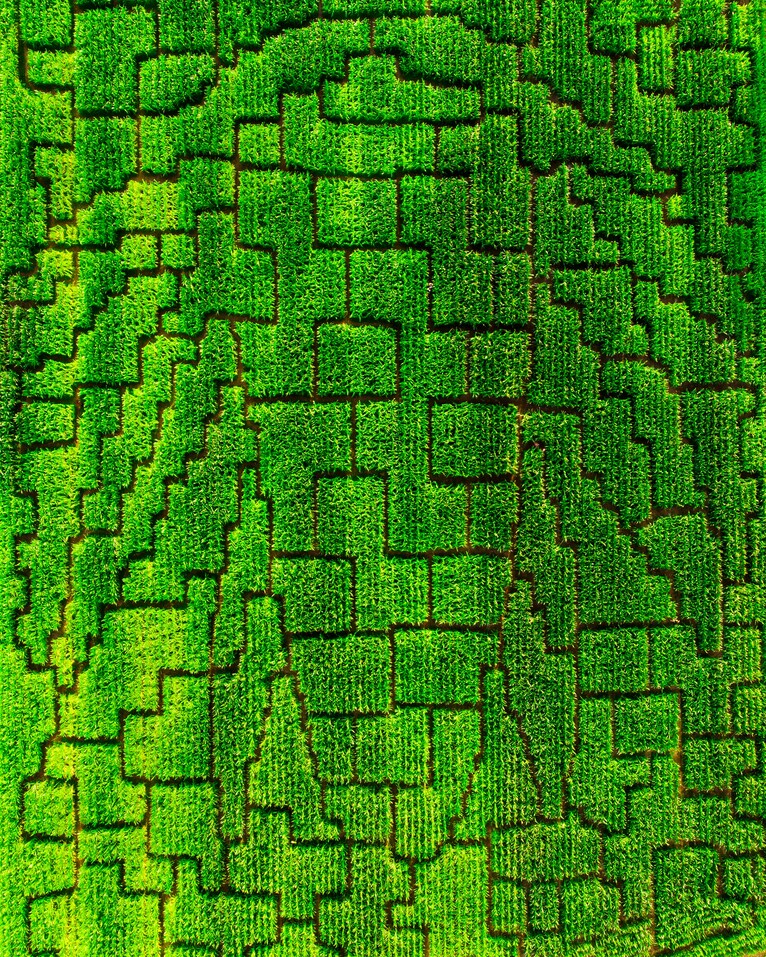 Wiesenlabyrinth